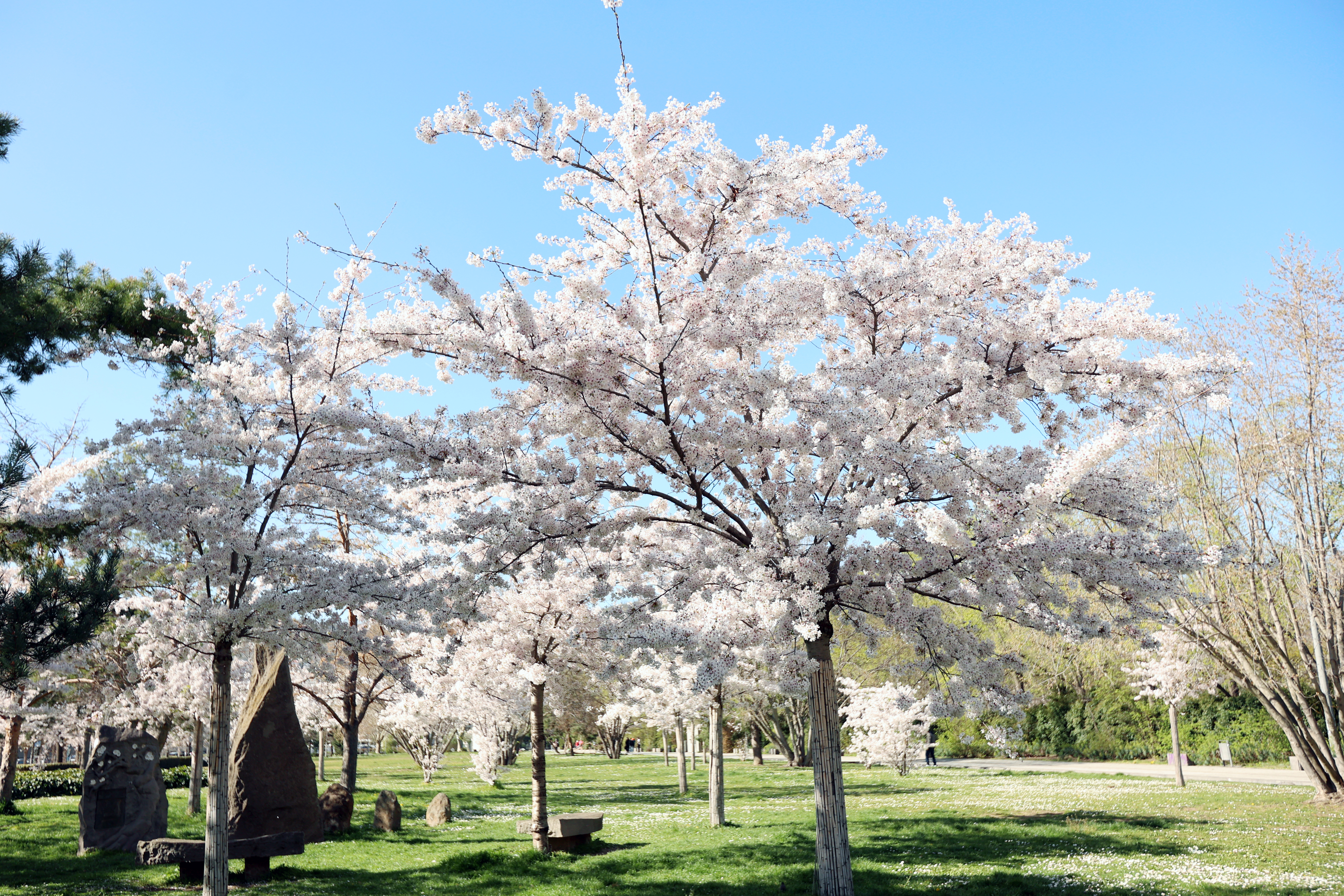 cerisiers en fleurs