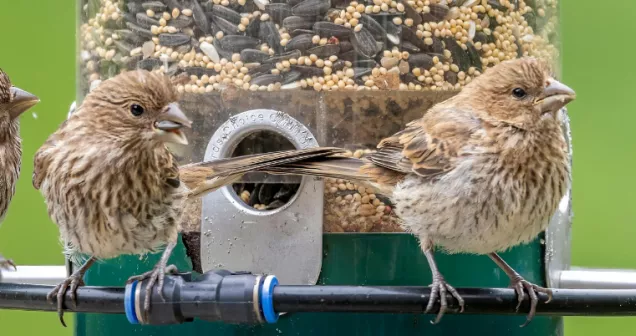 mangeoire oiseaux