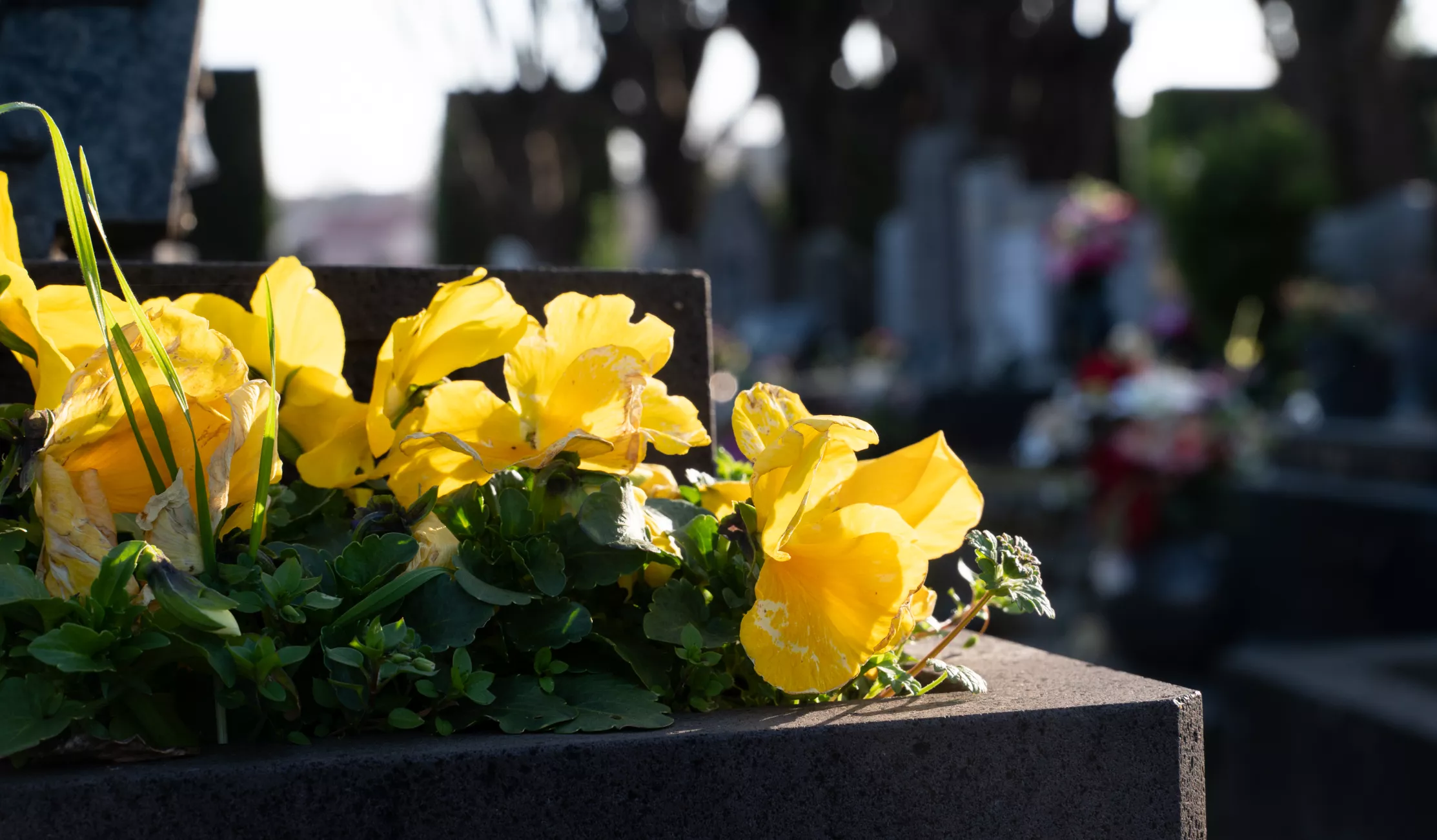 Cimetière de Saint-Jacques(c)Ville de Clermont-Ferrand - Antoine Quereuil