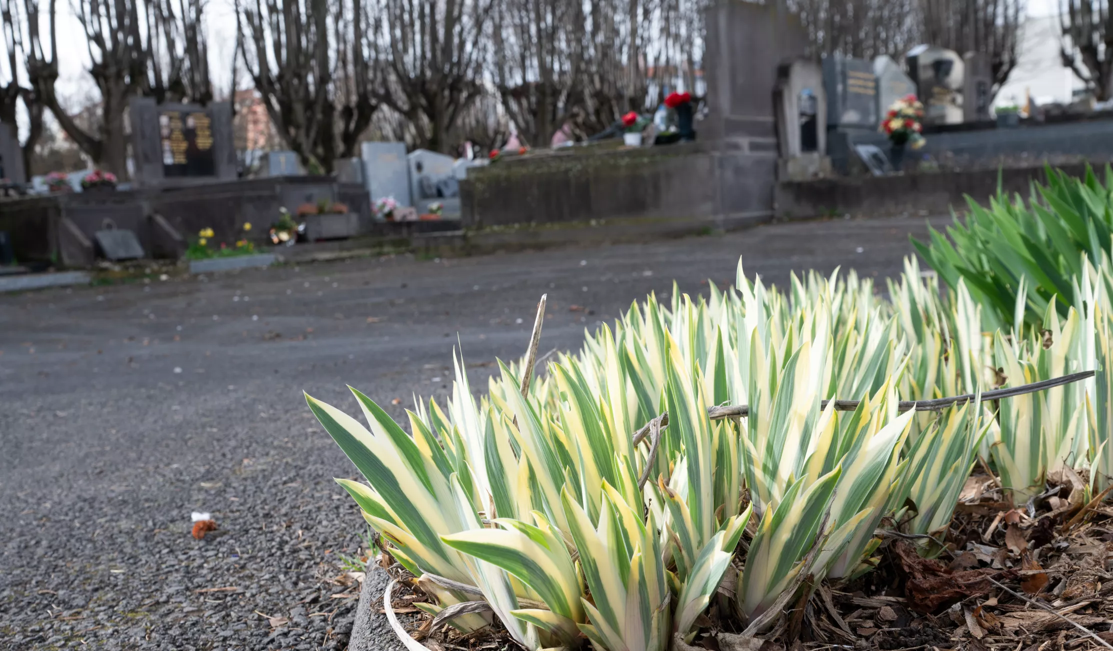 Cimetière de Saint-Jacques(c)Ville de Clermont-Ferrand - Antoine Quereuil