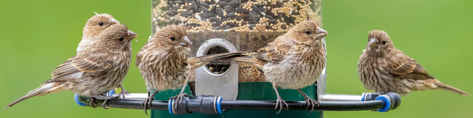 mangeoire oiseaux