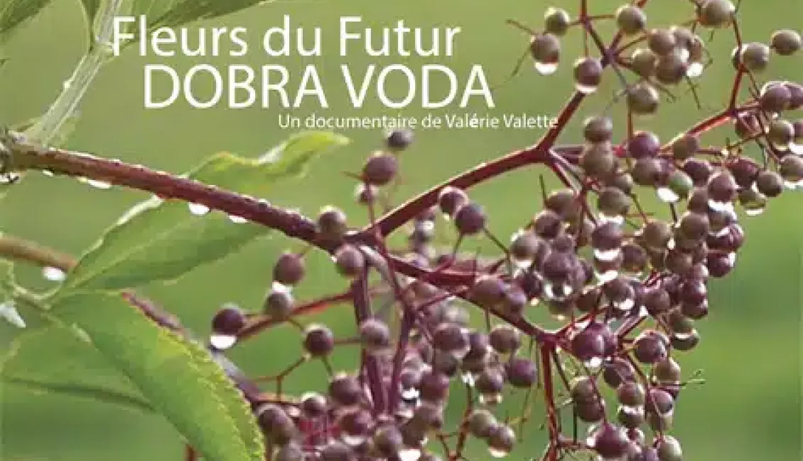 Fleurs du futur : Dobra Voda