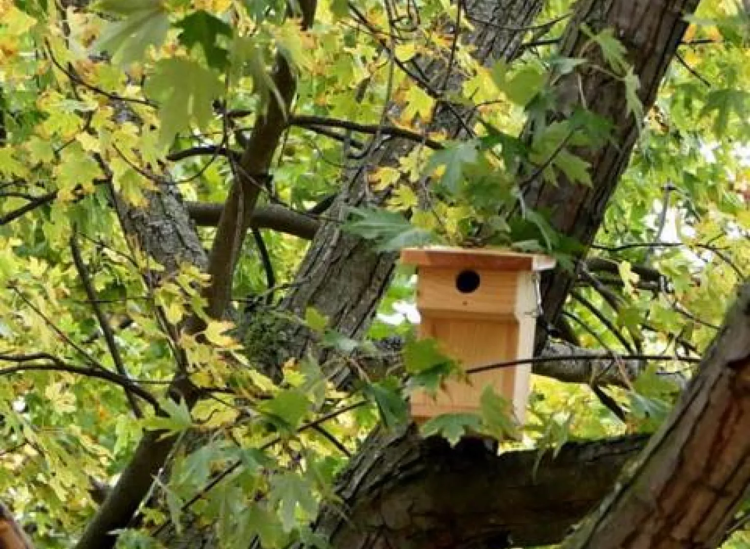 Les nichoirs à oiseaux