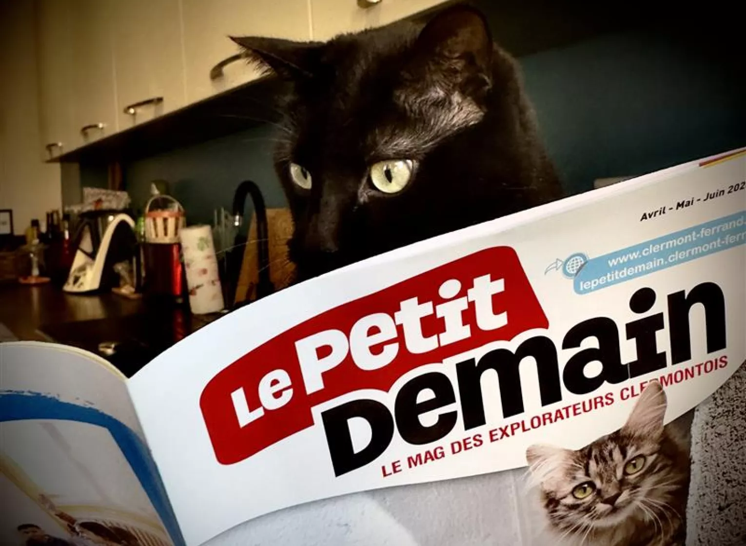 Chat noir qui regarde le magazine Le Petit Demain n°48